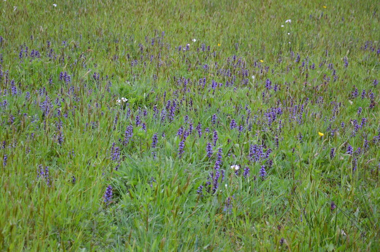 DSC_9399 Ajuga zenegroen IG.jpg